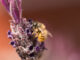 bees love lavender flower